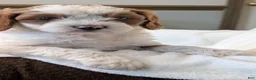Cavapoo dogs for sale: Basil - Ad 4