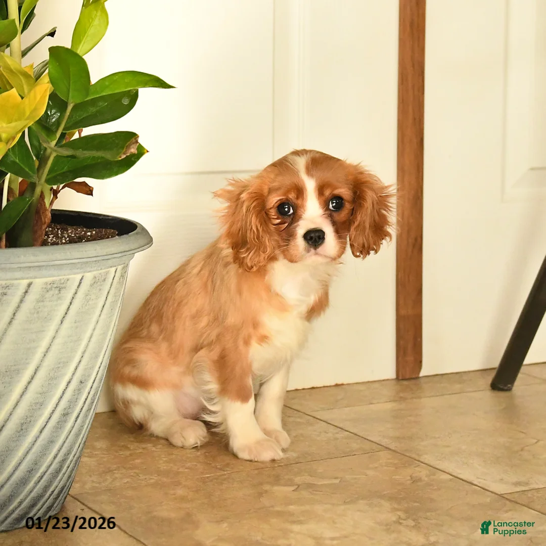 Cavalier King Charles Spaniel dogs for sale: Claire - Ad 3