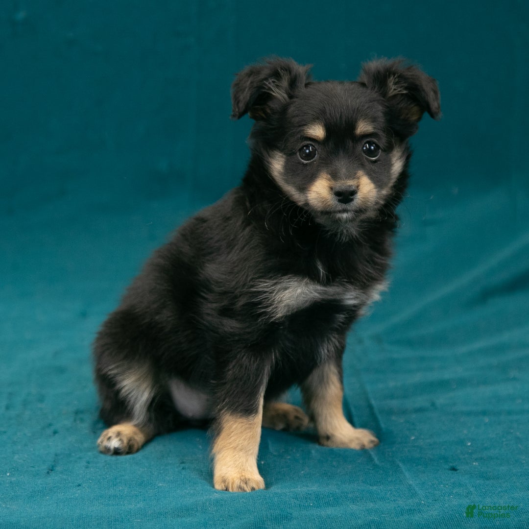 Chihuahua litter of puppies for sale in Dundee Lancaster Puppies