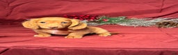 Miniature Dachshund dogs for sale: Oscar - Ad 3