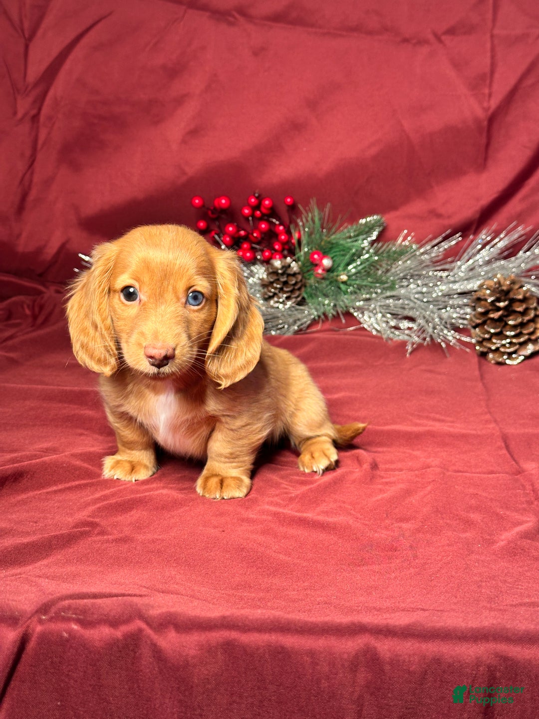 Miniature Dachshund dogs for sale: Oscar - Ad 3