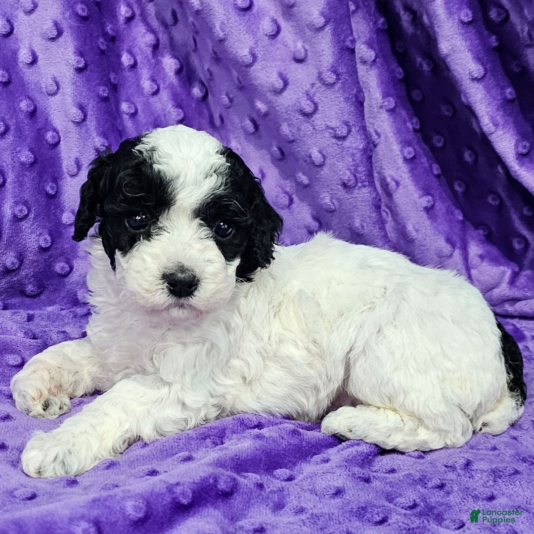 Mixed Breed dogs for sale: Daisy - Ad 2