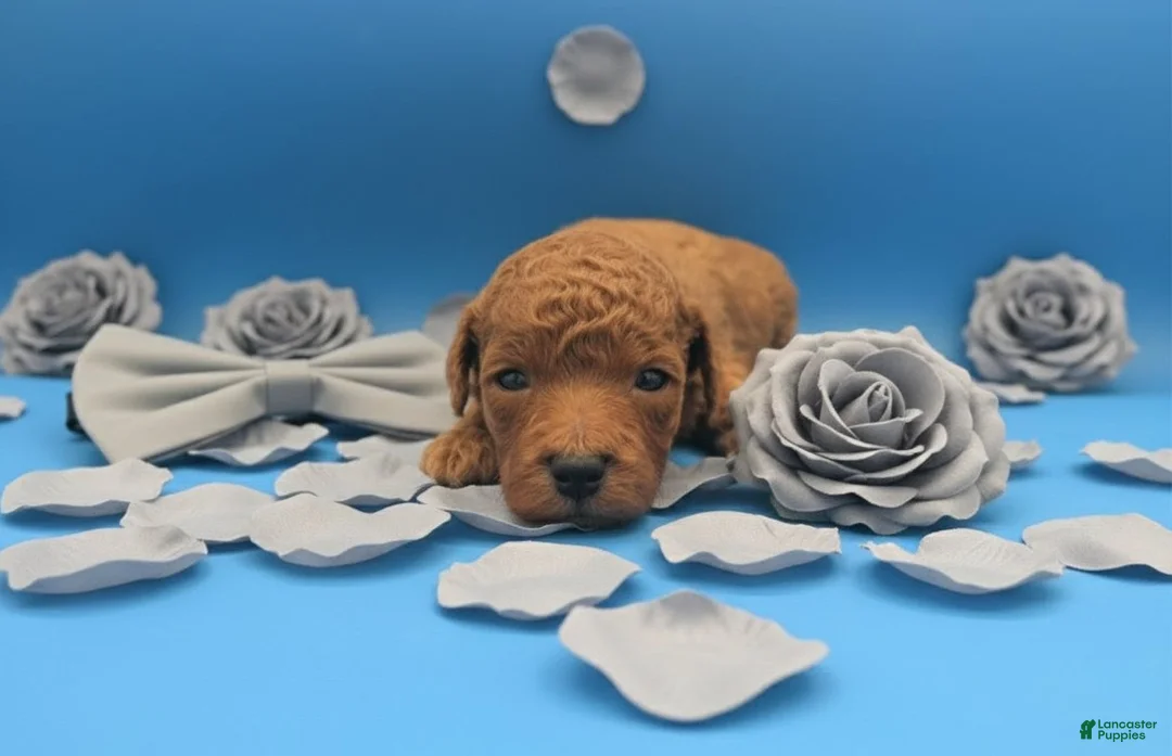 Toy Poodle dogs for sale: Rusty 🩶 - Ad 20