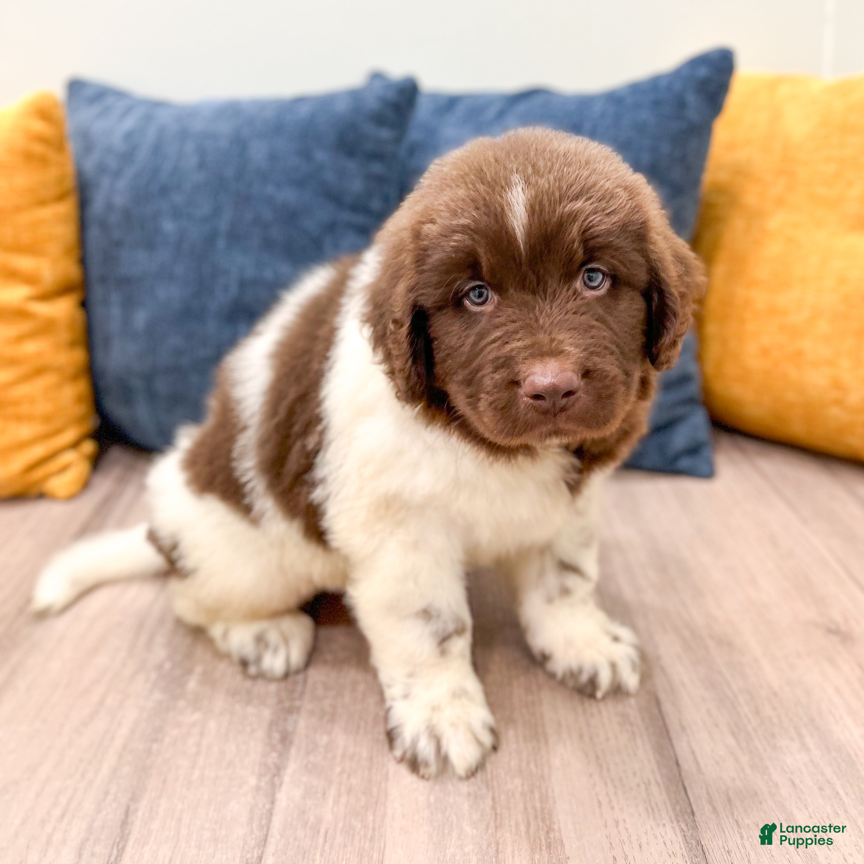 Newfoundland dogs for sale: Buster - Ad 2