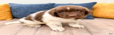 Buster