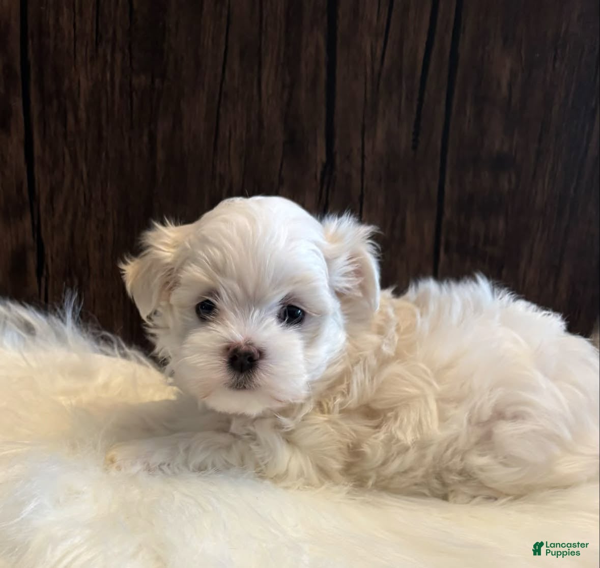 Maltese dogs Washington - Ad 21