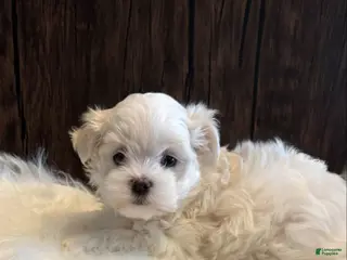 Maltese dogs Washington - Ad 21