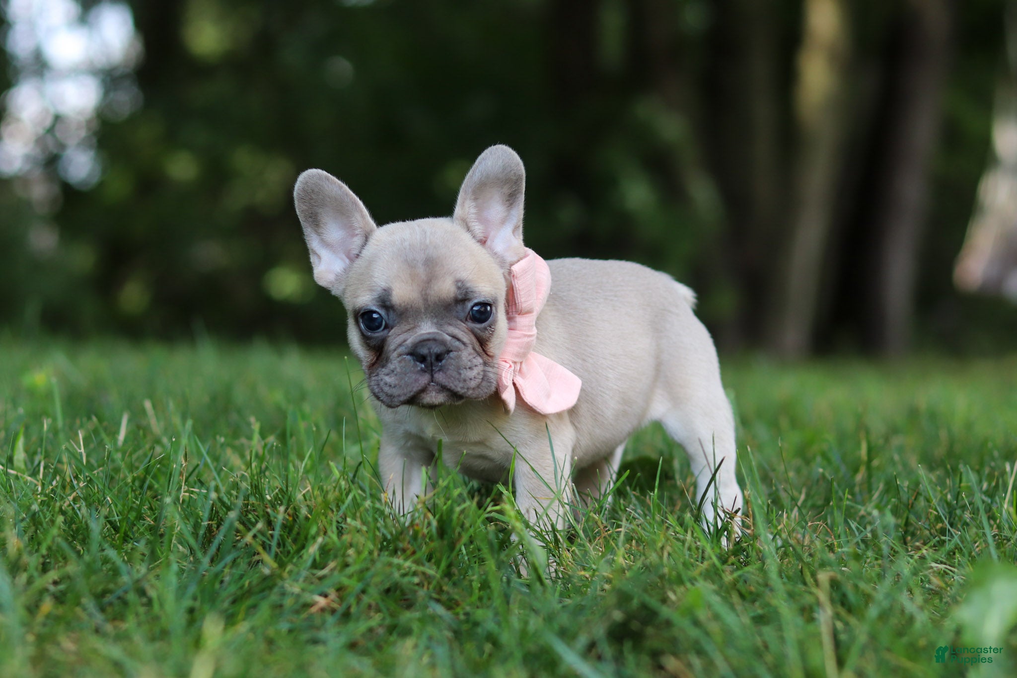 French Bulldog dogs Bailey - Ad 2