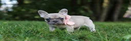 French Bulldog dogs for sale: Bailey - Ad 2