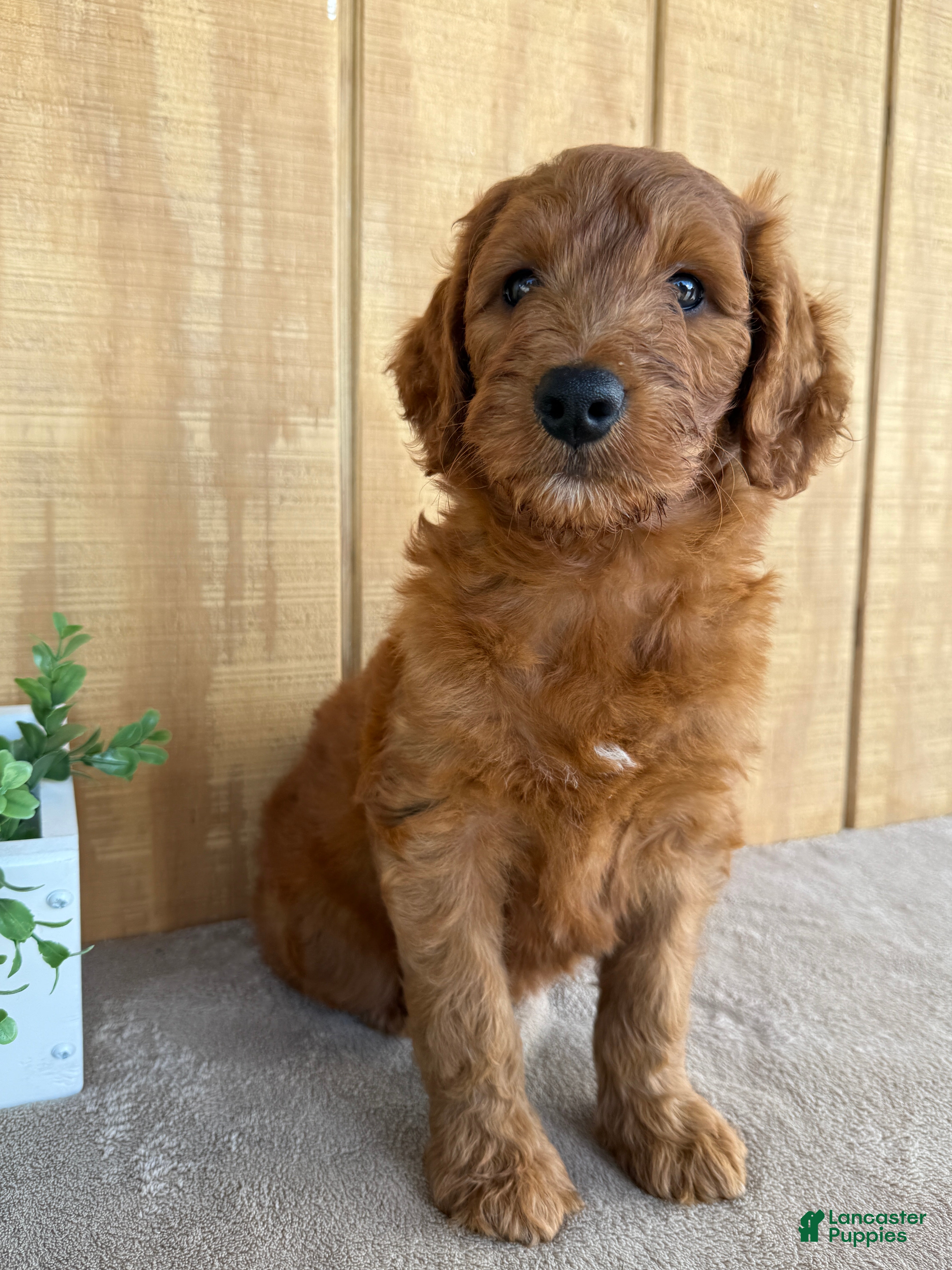 Goldendoodle dogs Goldie - Ad 2