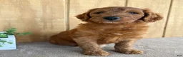Goldendoodle dogs for sale: Goldie - Ad 2