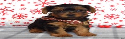 Yorkshire Terrier dogs for sale: Gabe - Ad 3