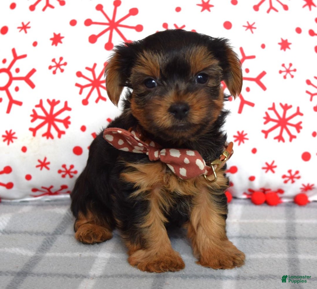 Yorkshire Terrier dogs for sale: Gabe - Ad 3