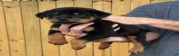 Rottweiler dogs for sale: DRACO - Ad 3