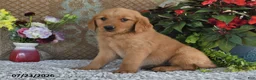 Golden Retriever dogs for sale: Kelly - Ad 3