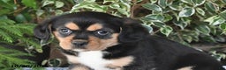 Mixed Breed dogs for sale: Rocky - Ad 5