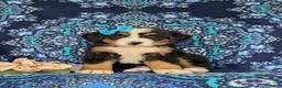 Bernese Mountain Dog dogs for sale: Falon - Ad 2