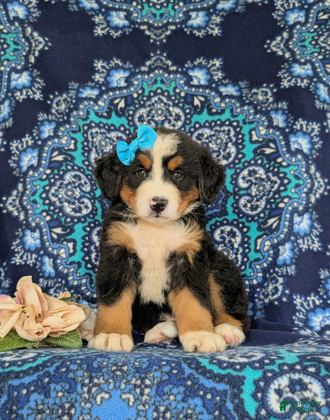 Bernese Mountain Dog dogs for sale: Falon - Ad 2