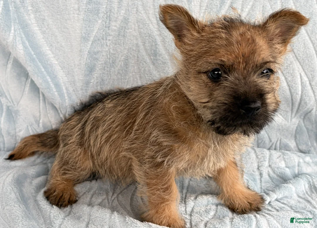 Cairn Terrier dogs for sale: Cairn Terrier Puppy 1 Dylan - Ad 4