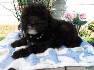 Aussiedoodle dogs - Ad 9