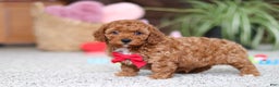 Cavapoo dogs for sale: Austin - Ad 6