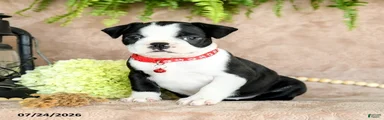 Dixie