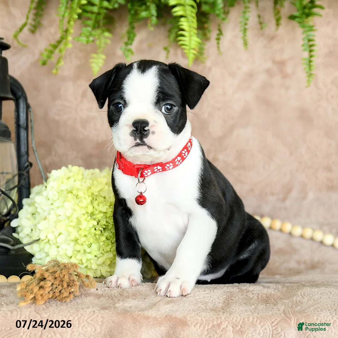 Boston Terrier dogs for sale: Dixie - Ad 1