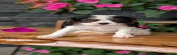 Cavalier King Charles Spaniel dogs for sale: Remi - Ad 6