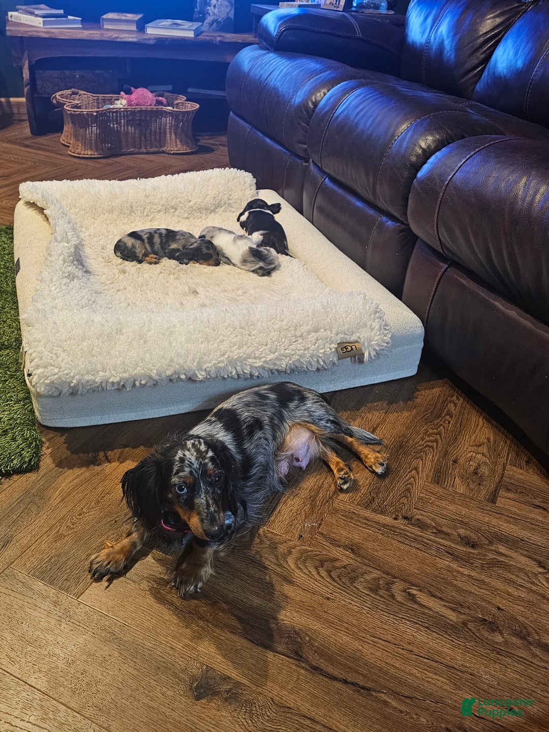 Miniature Dachshund dogs for sale: Miniature Dachshund Loki - Ad 5