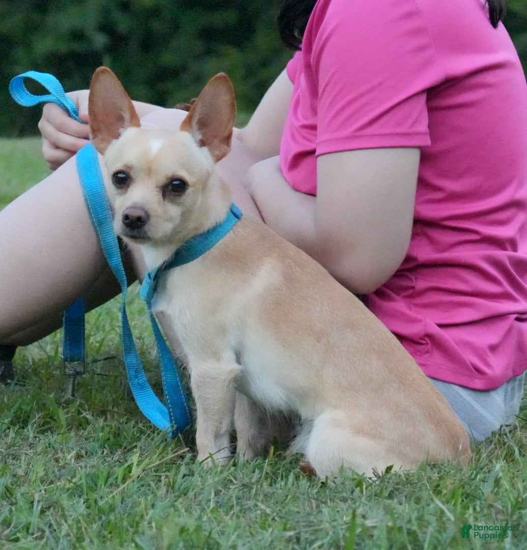 Chihuahua dogs Scooby-Doo - Ad 35
