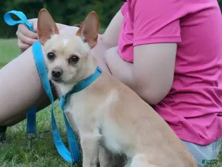 Chihuahua dogs Scooby-Doo - Ad 35