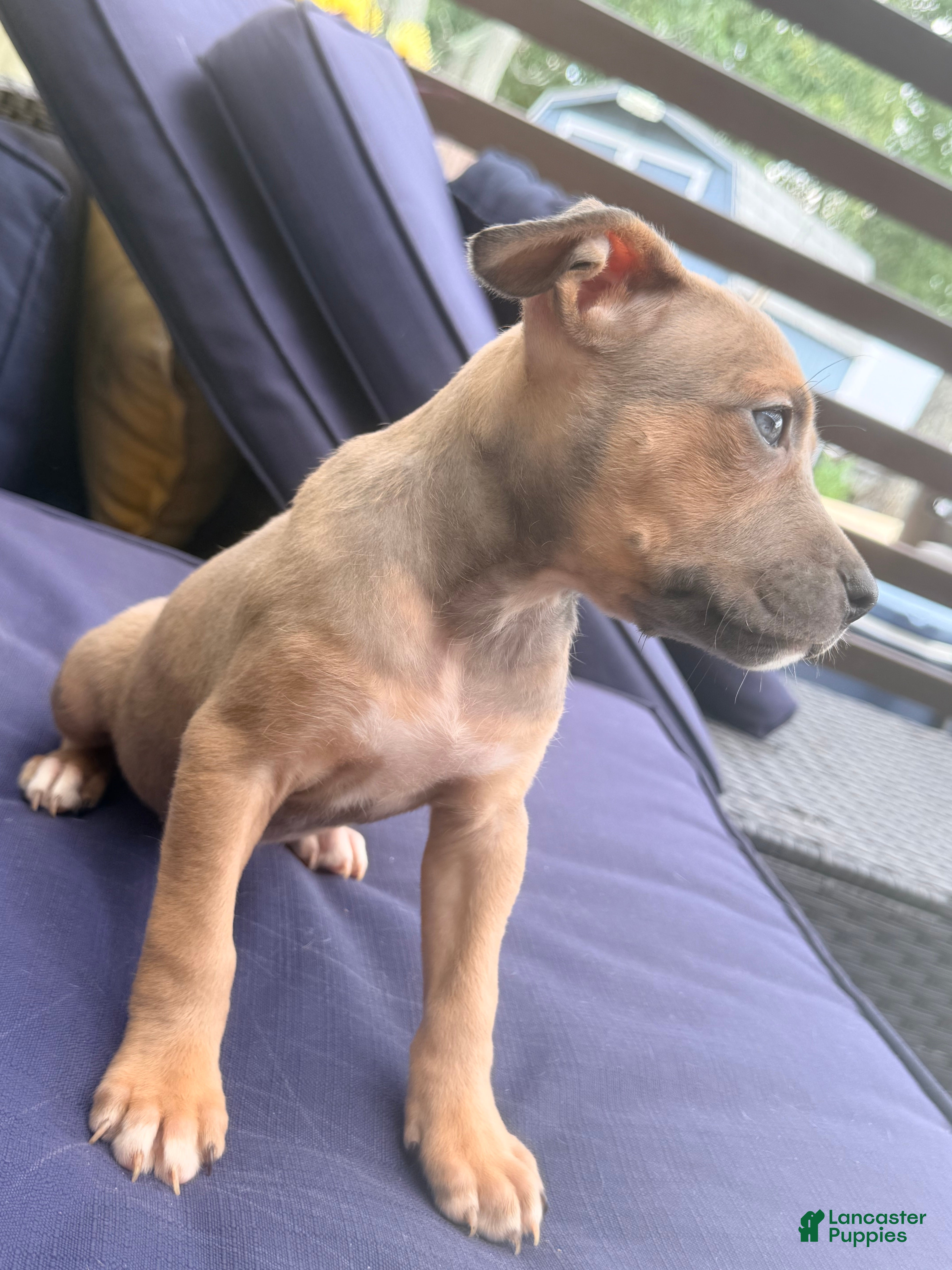 Mixed Breed dogs brownie - Ad 1