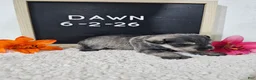 Miniature Schnauzer dogs for sale: Dawn - Ad 7