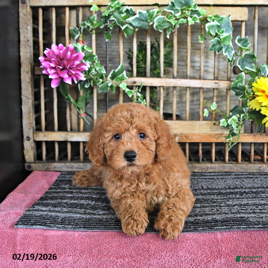 Mini Goldendoodle dogs Mercy - Ad 2