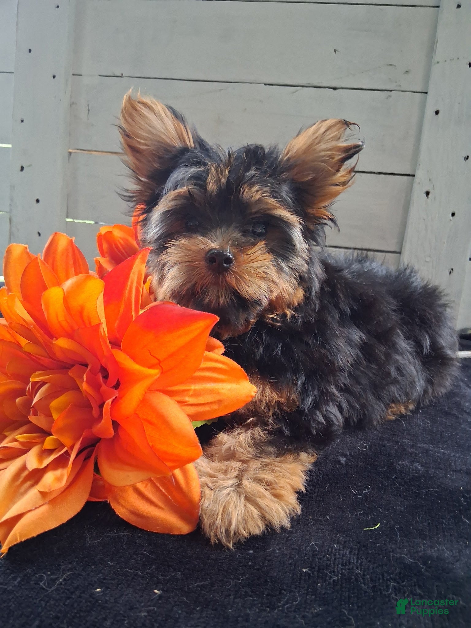 Yorkshire Terrier dogs for sale: Zach - Ad 1