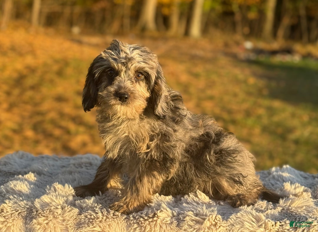 Cavapoo dogs for sale: Sasha - Ad 13
