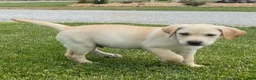 Mixed Breed dogs for sale: Mixed Breed 1 - Ad 5