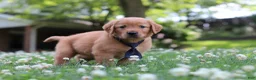 Golden Retriever dogs for sale: Vincent - Ad 5
