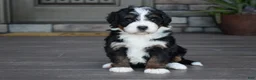 Mini Bernedoodle dogs for sale: Jewel - Ad 8