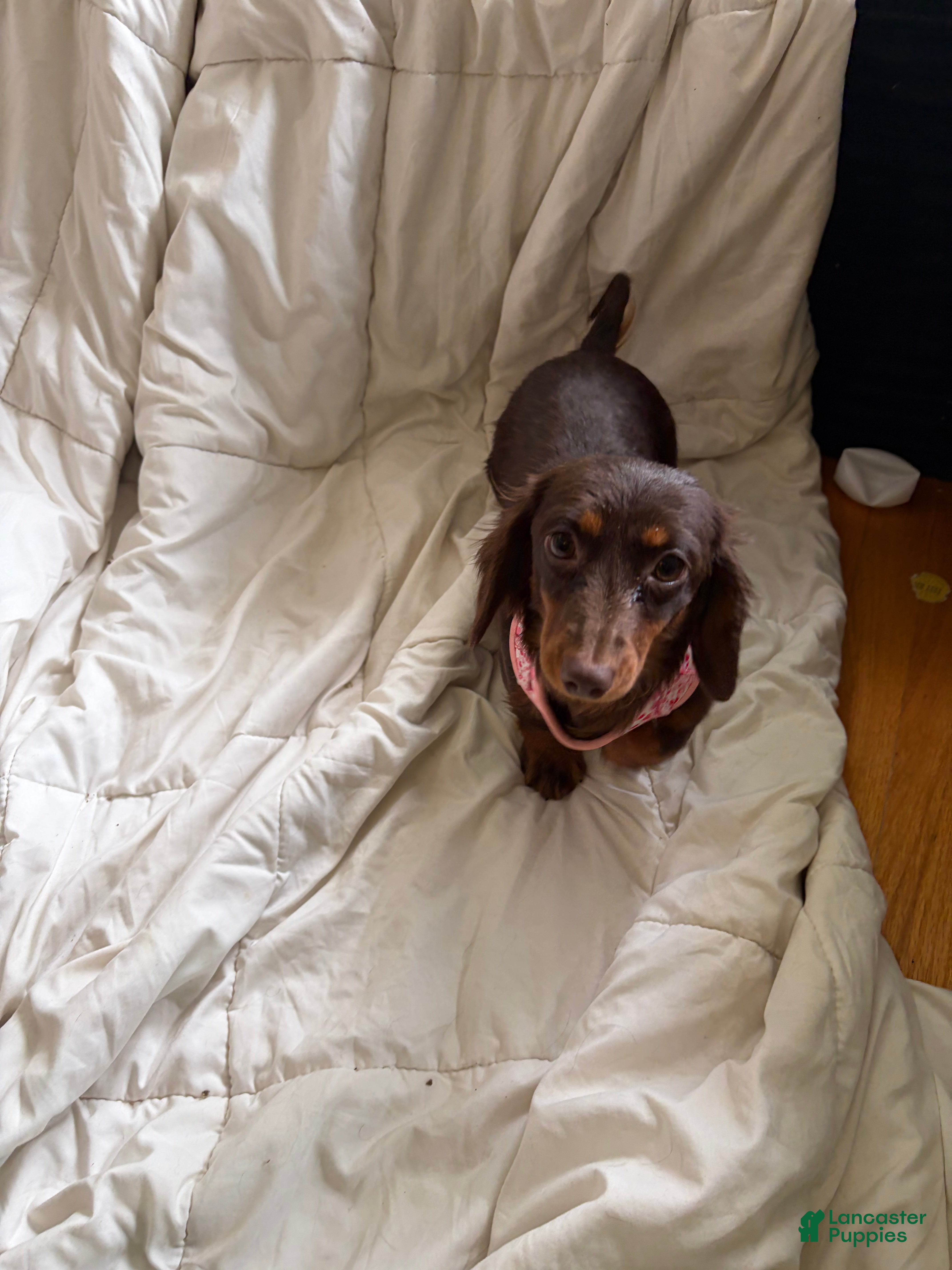 Miniature Dachshund dogs Chocolate mini female  - Ad 36