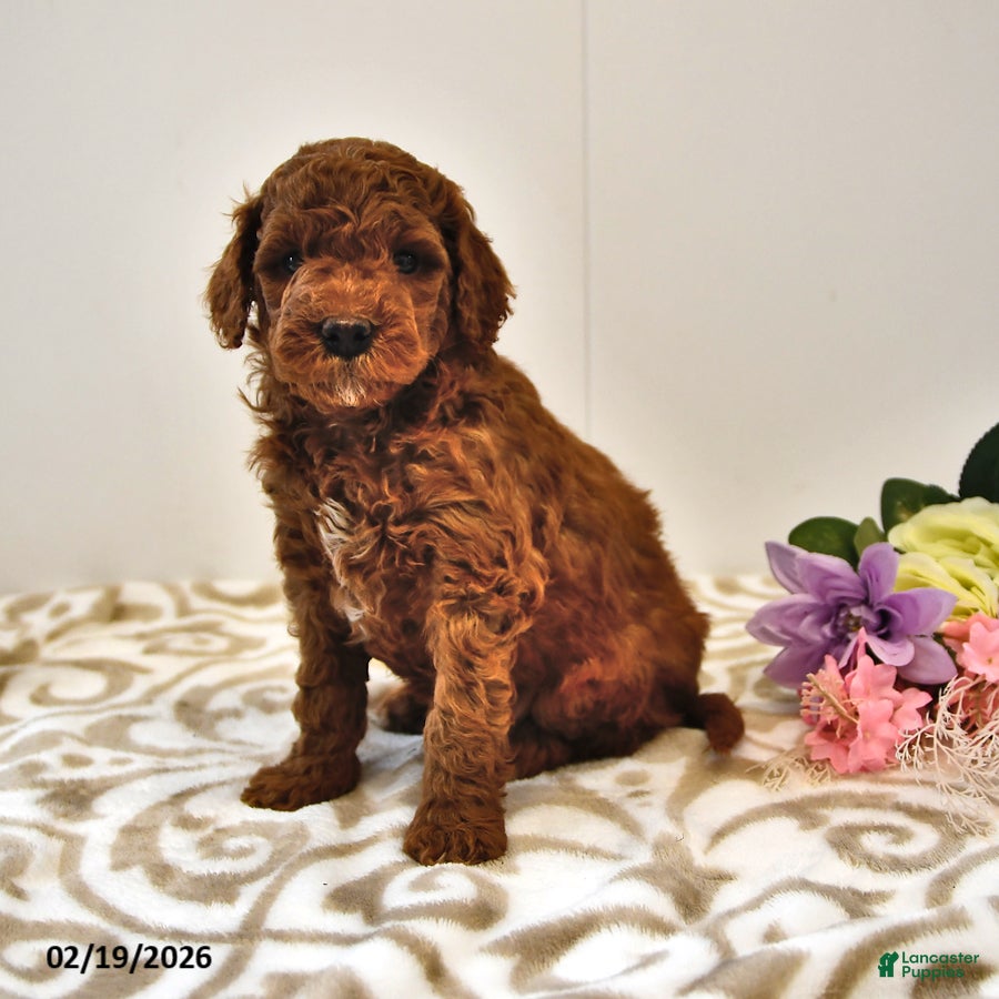 Mini Goldendoodle dogs Bagel - Ad 1