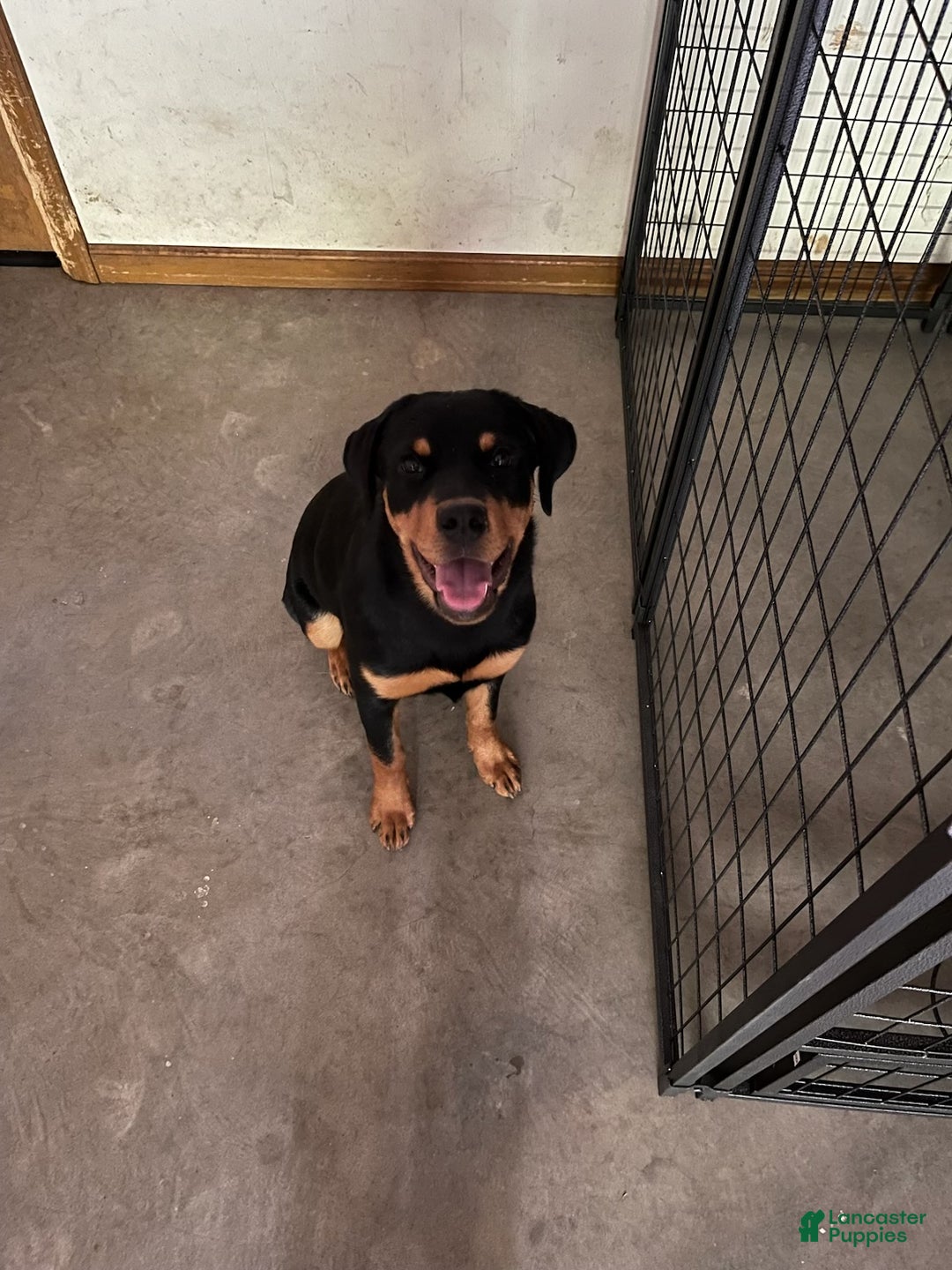 Rottweiler dogs for sale: Rottweiler Puppy 1 - Ad 2