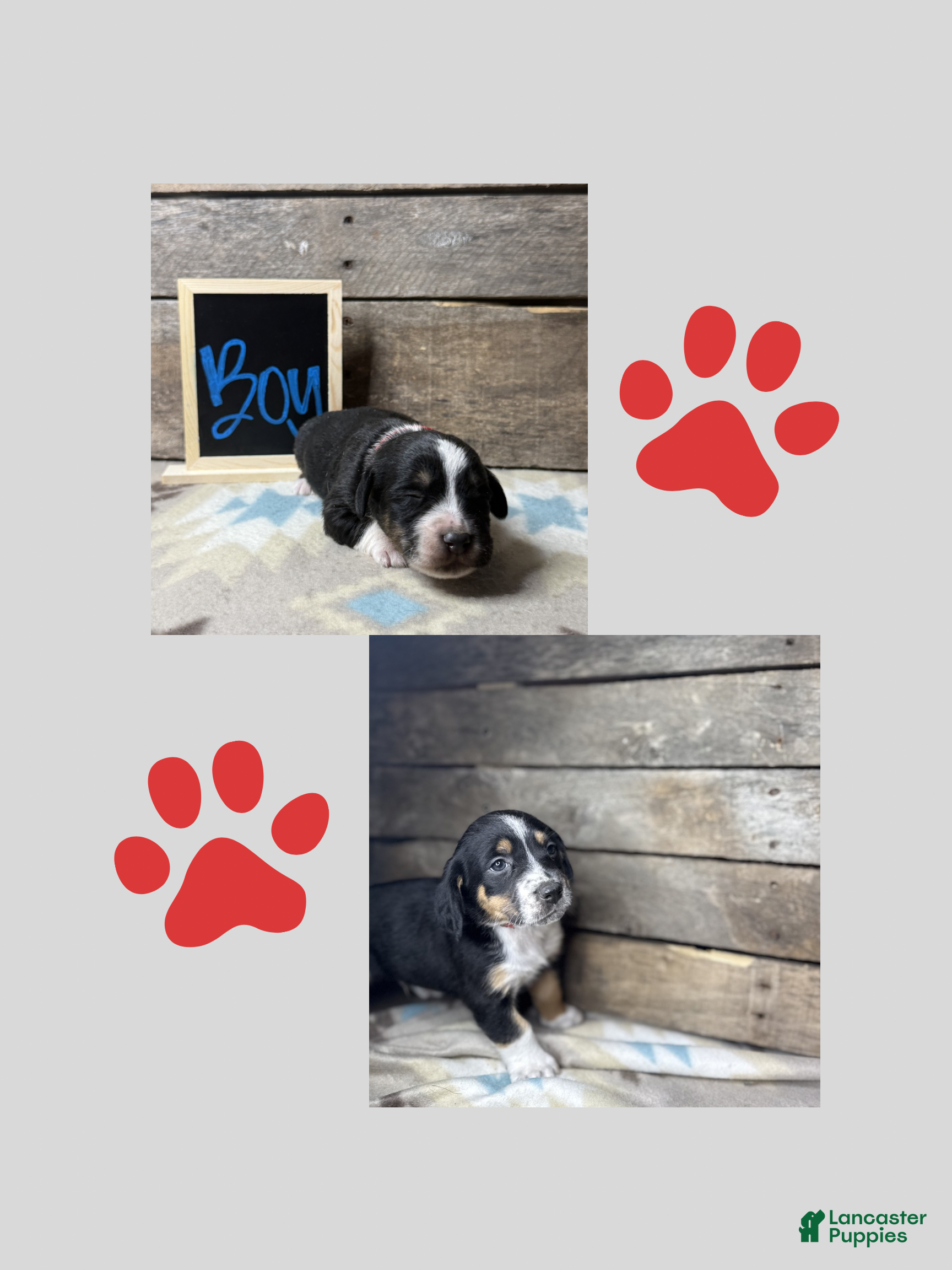Mixed Breed dogs Mixed Breed Puppy 1 - Ad 42