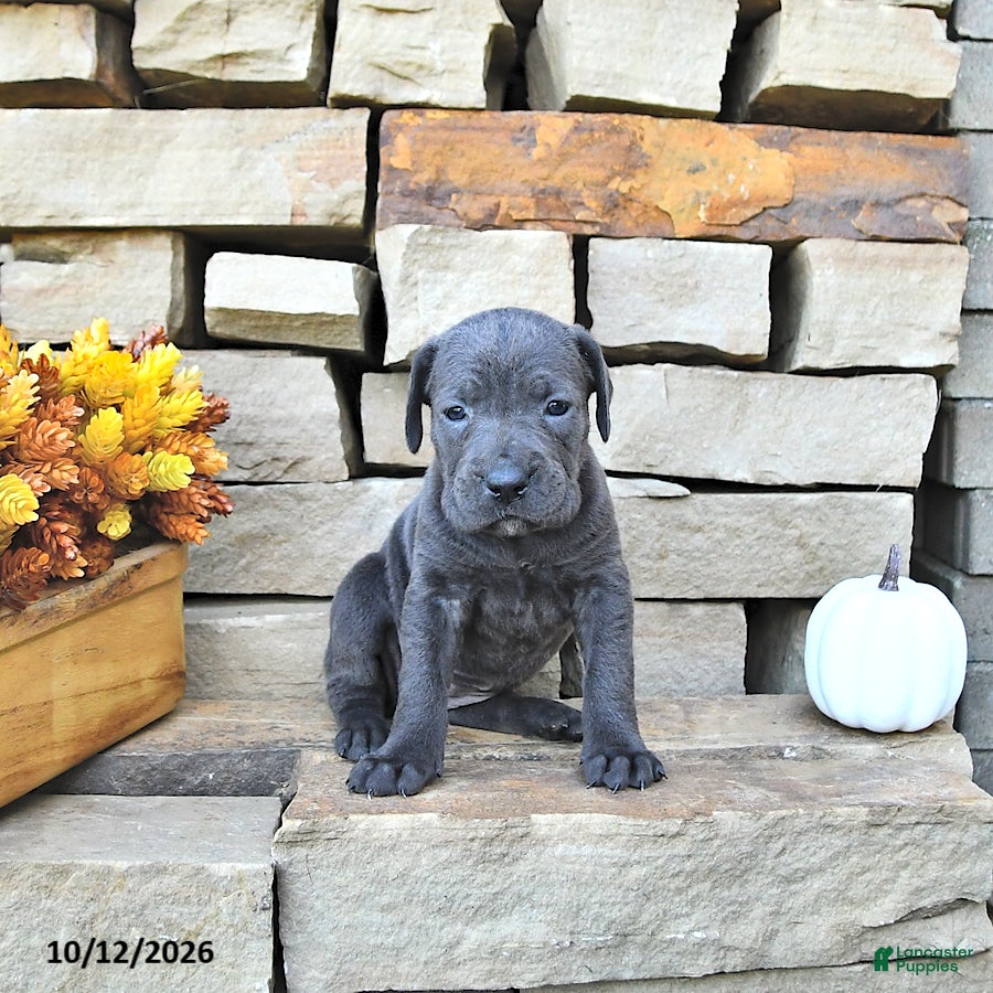 Cane Corso dogs Vita - Ad 2