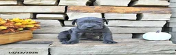 Cane Corso dogs for sale: Vita - Ad 2