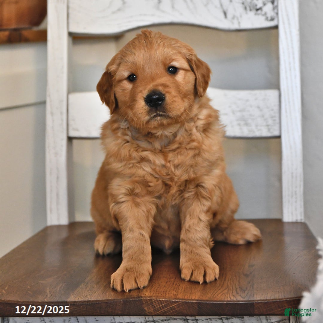 Golden Retriever dogs for sale: Remington - Ad 4