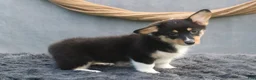 Welsh Corgi Pembroke dogs for sale: Breeze - Ad 4
