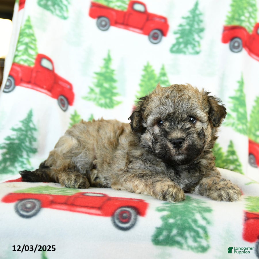 Havapoo dogs William - Ad 18