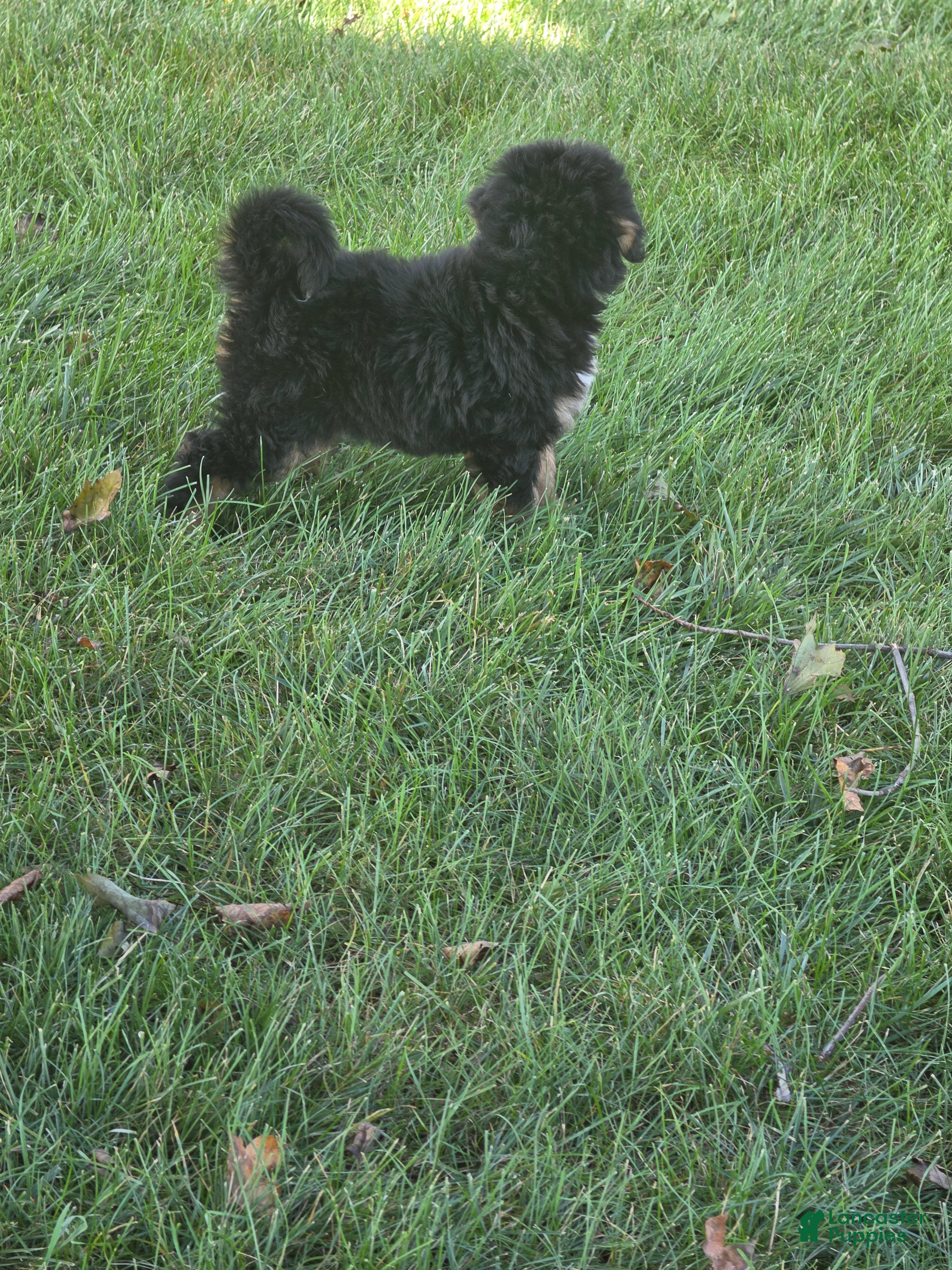 Bernedoodle dogs Oakley - Ad 2