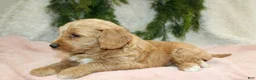 Mini Goldendoodle dogs for sale: Mini Goldendoodle Puppy 5 - Ad 5